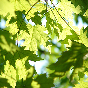 A close up of maple leaves in a sustainable planned forest.